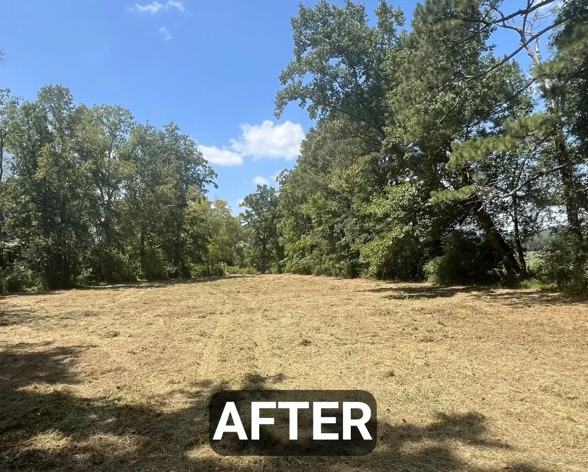 Cleared land after brush mulching