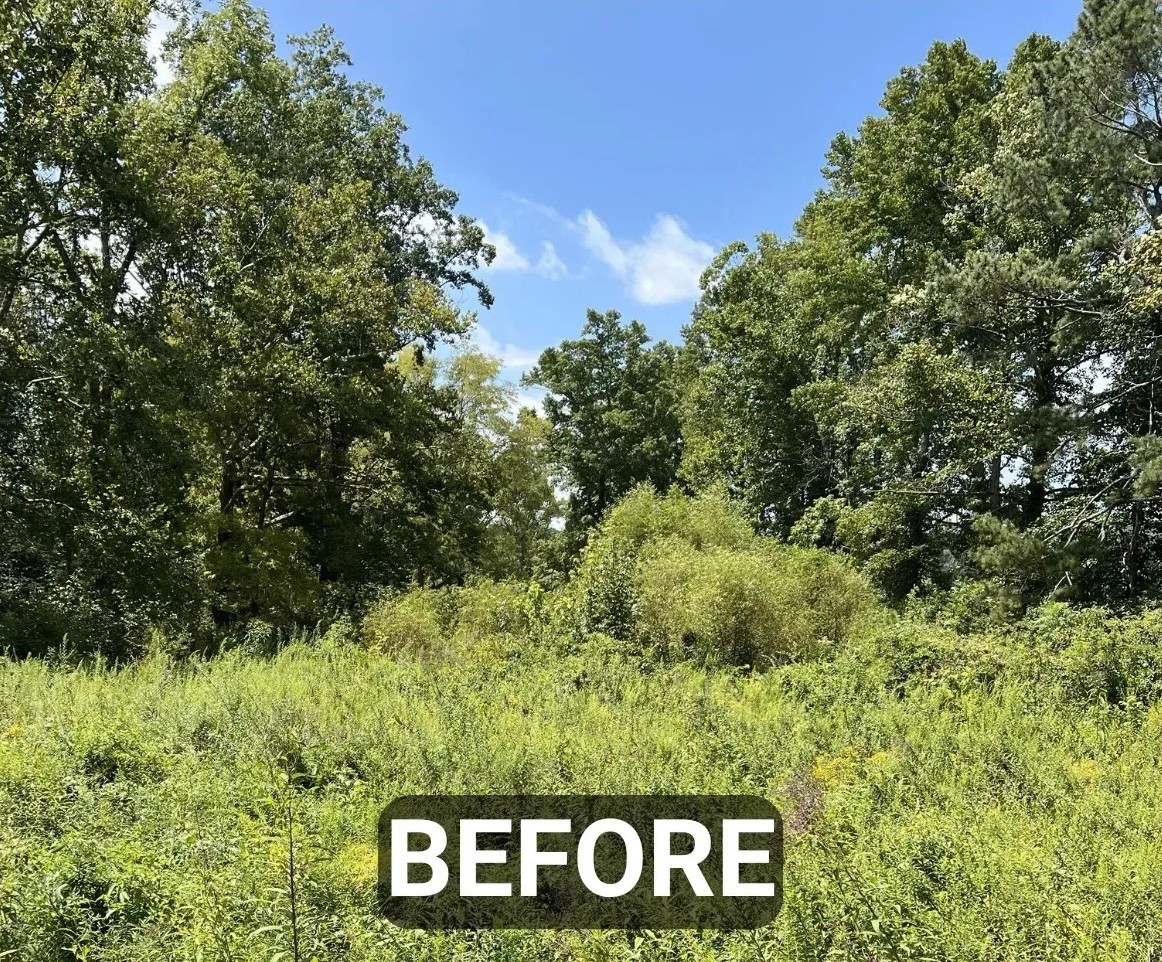 Overgrown land before brush mulching